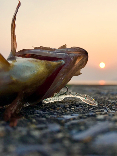 アカメバルの釣果