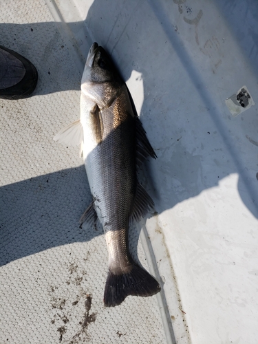 マルスズキの釣果