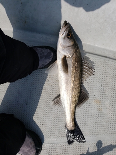 マルスズキの釣果