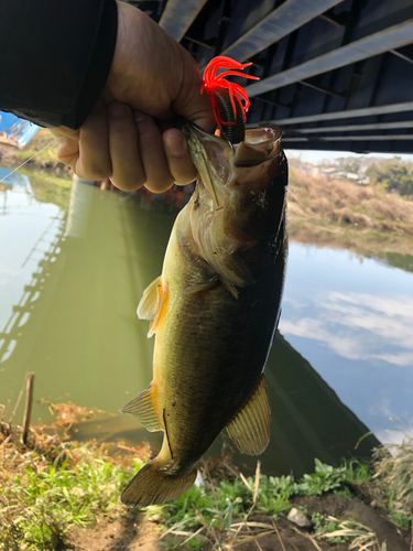 ラージマウスバスの釣果