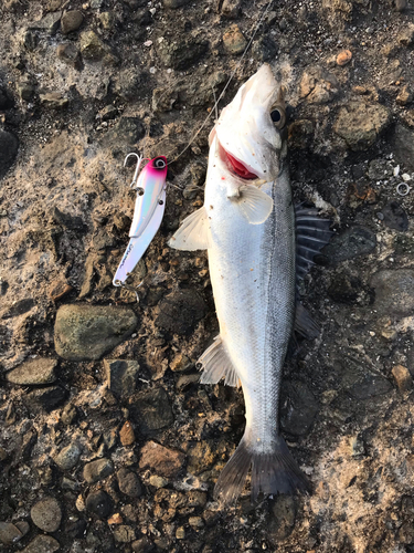 セイゴ（マルスズキ）の釣果