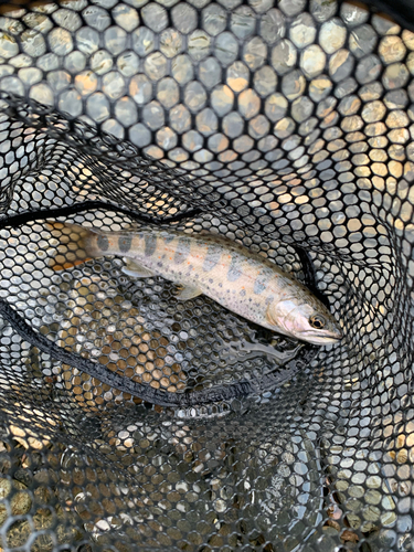 アマゴの釣果