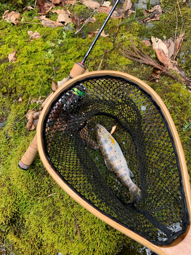 アマゴの釣果