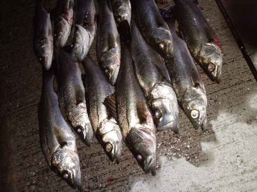 シーバスの釣果