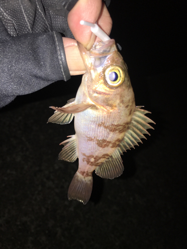 メバルの釣果