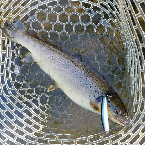 ブラウントラウトの釣果