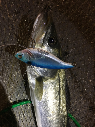 シーバスの釣果