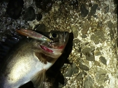 クロメバルの釣果