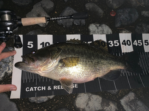 ブラックバスの釣果