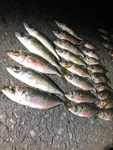 アジの釣果