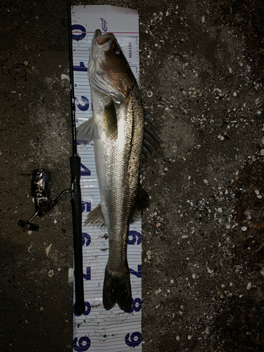 シーバスの釣果