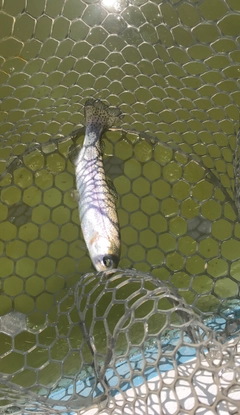 ニジマスの釣果