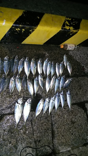 アジの釣果