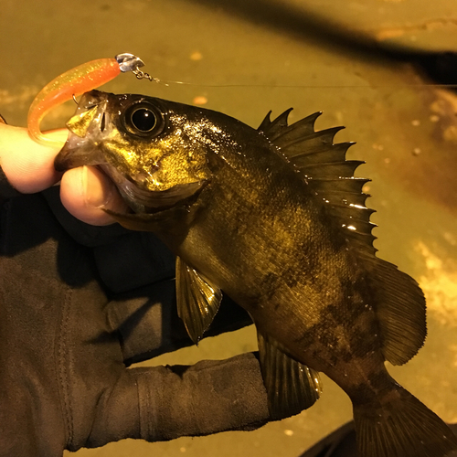 メバルの釣果