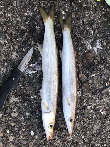 カマスの釣果