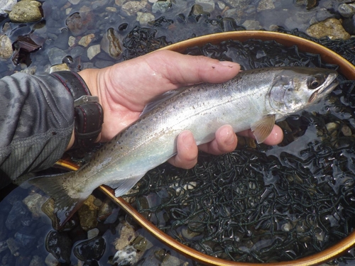 ヤマメの釣果