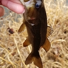 黒澤蓮の釣果