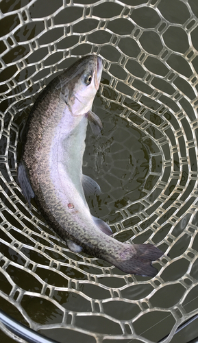 トラウトの釣果