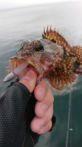 アラカブの釣果