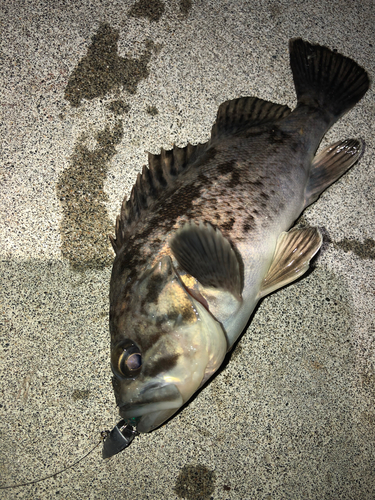 クロソイの釣果