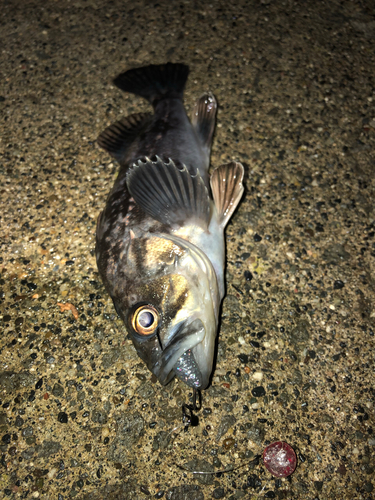 クロソイの釣果