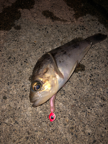 クロソイの釣果