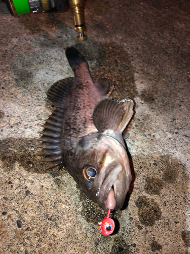 クロソイの釣果