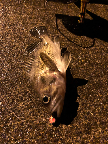 クロソイの釣果