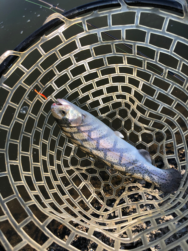 トラウトの釣果