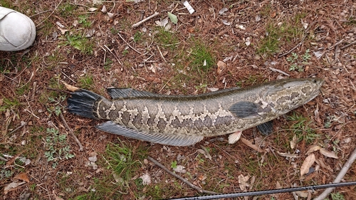 ライギョの釣果