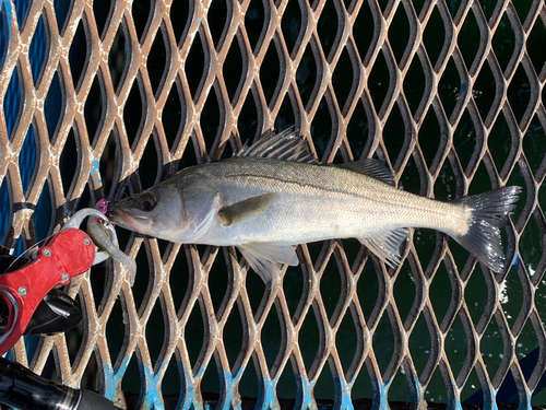 フッコ（マルスズキ）の釣果