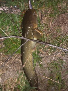 ナマズの釣果