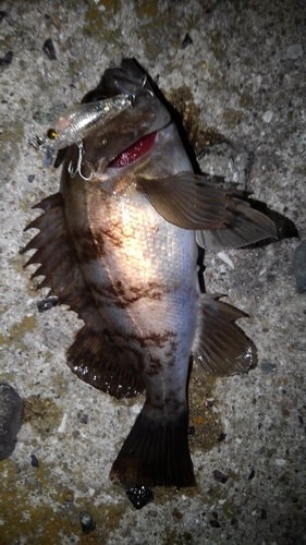 シロメバルの釣果