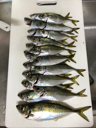 アジの釣果