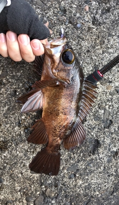 メバルの釣果