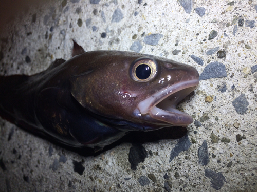 エゾイソアイナメの釣果