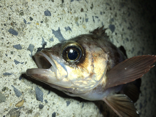 メバルの釣果