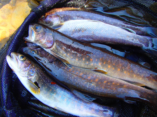 イワナの釣果