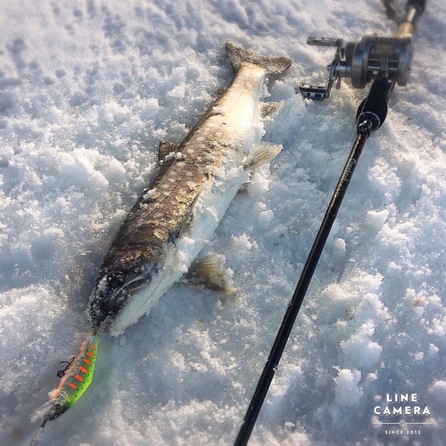 アメマスの釣果