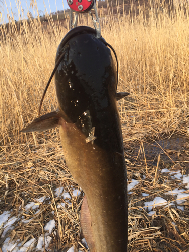 ナマズの釣果