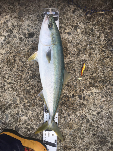 イナダの釣果