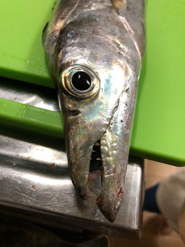 タチウオの釣果