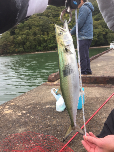 サゴシの釣果