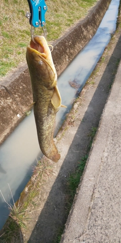 ナマズの釣果