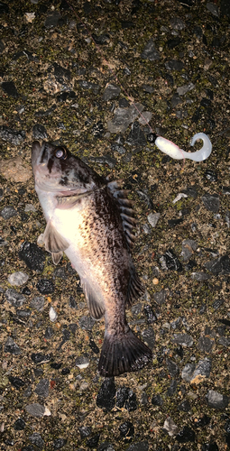 クロソイの釣果