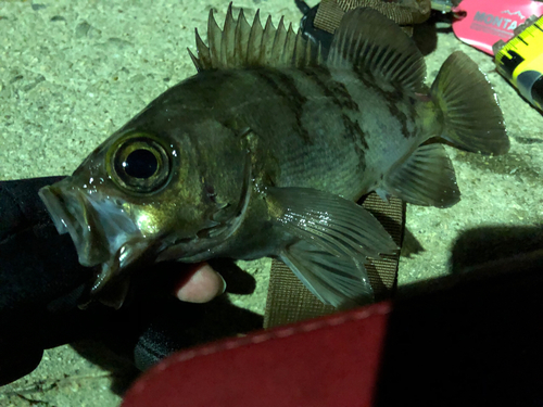 メバルの釣果