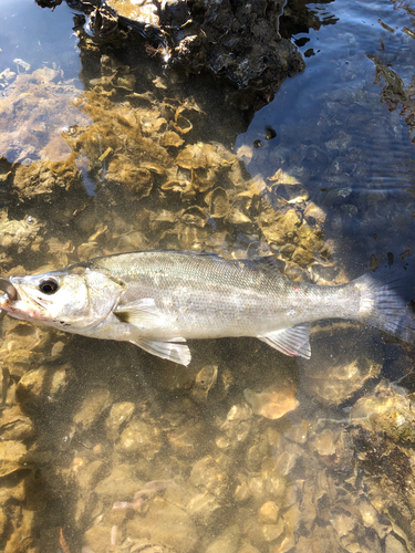 キビレの釣果