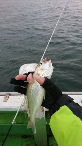 イシモチの釣果