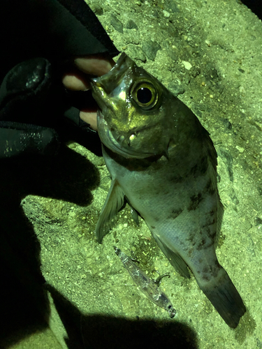 メバルの釣果