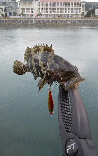 カガミダイの釣果